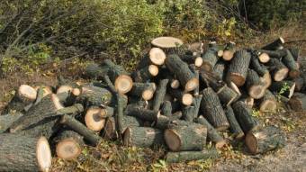 На Полтавщині судитимуть підприємця, який незаконно нарубав дров на мільйон гривень