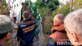 На Миргородщині пенсіонер у теплиці вирощував коноплю