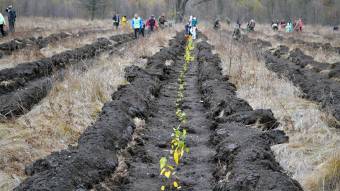 У межах програми «Зелена країна» на Полтавщині висадили близько 1,8 мільйона дерев