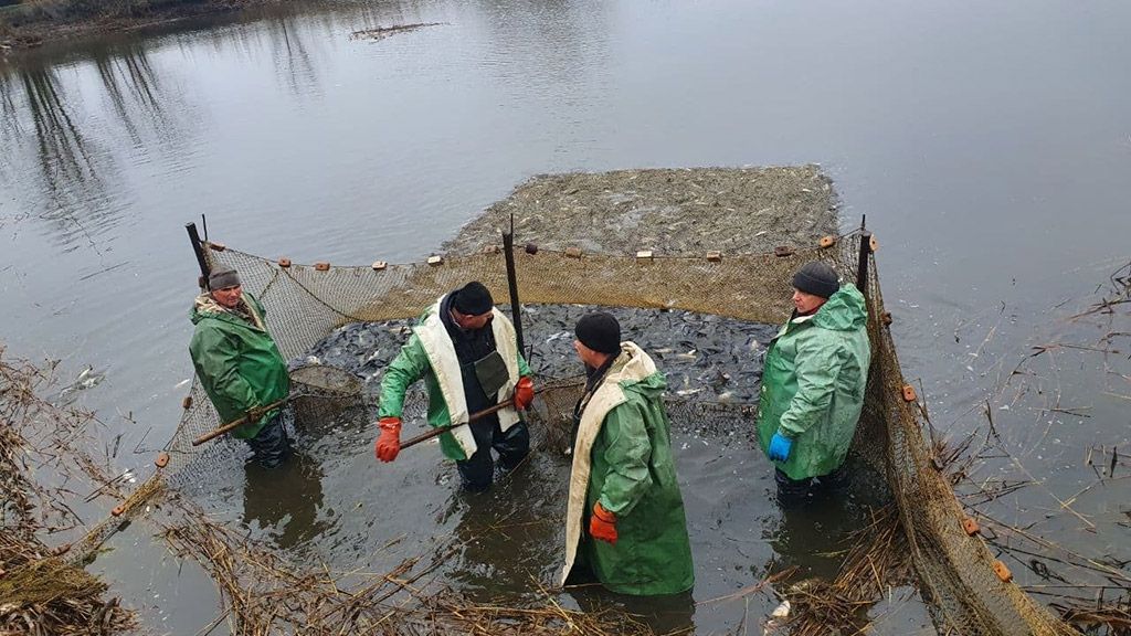 Кам’янське водосховище зарибнили товстолобом і амуром