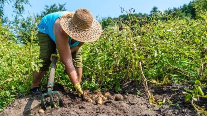 Частину українців звільнять від податку на землю: кого торкнеться