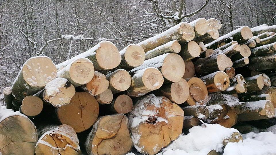 Жителя Василівки звинувачують у незаконній вирубці лісу на суму близько 300 тисяч гривень