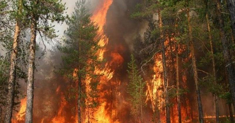 На Полтавщині зменшилася кількість лісових пожеж