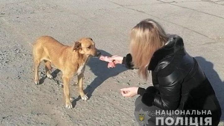 У Полтаві безпритульна собака відчуває загрозу і раніше сирени веде за собою в укриття людей