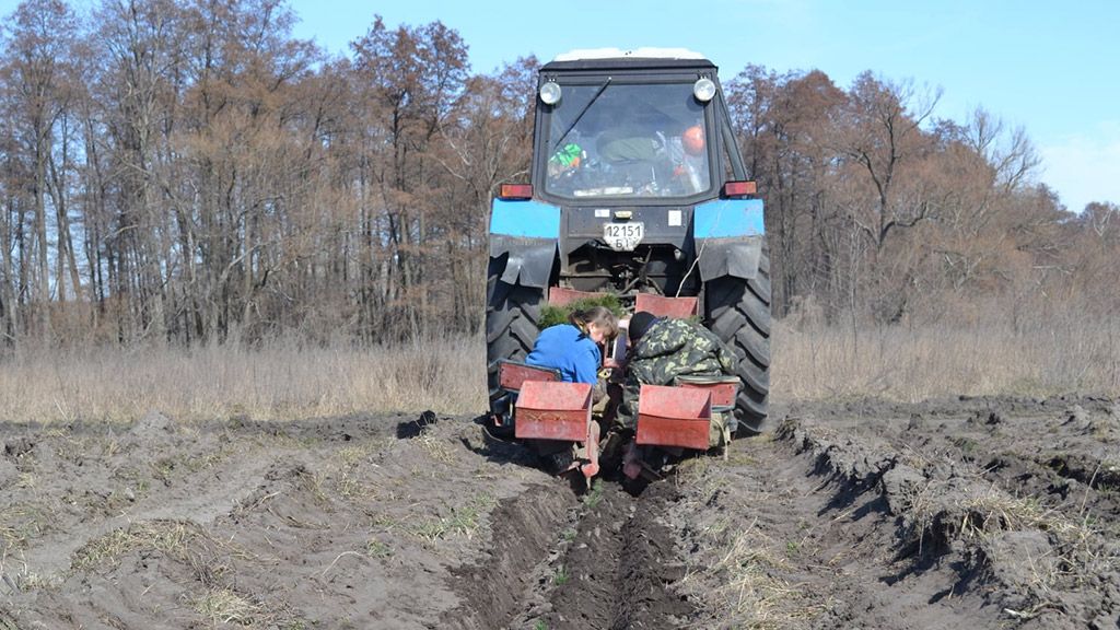 Лісівники Полтавщини розпочали садити ліс