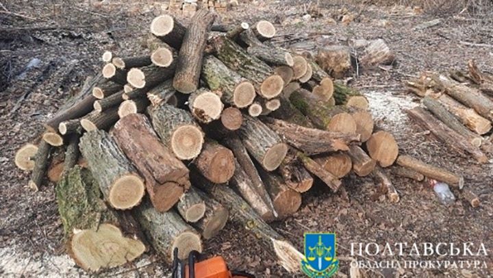 На Полтавщині чоловік напиляв дерев на 60 тисяч гривень