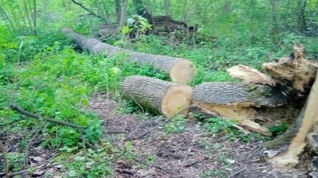 У Полтавському районі чоловік напиляв дров на чверть мільйона гривень