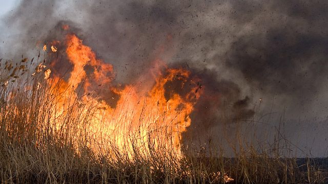 Паліїв сухостою оштрафували на 14 тисяч