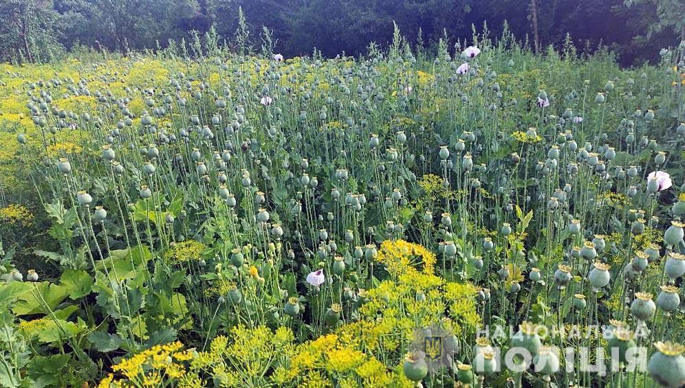 Мешканець Миргородської громади вирощував майже 2000 рослин маку снодійного