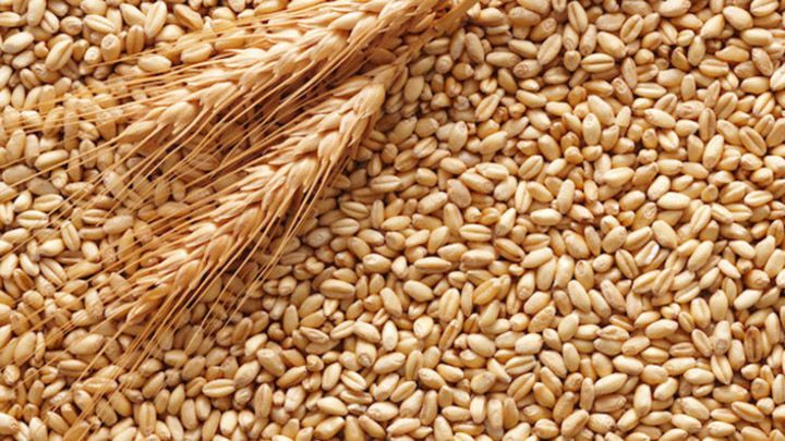 Пшениці очікується в п’ять разів більше від внутрішньої потреби