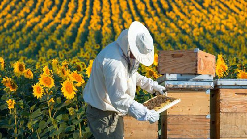 Бджолярі втратили чверть урожаю