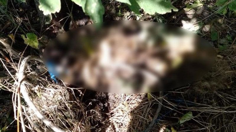 Миргородські поліцейські відкрили впровадження за фактом жорстоко вбивства собаки