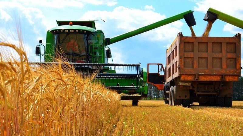 На Полтавщині активно збирають врожай зернових, гречки та соняшника