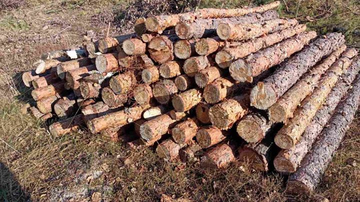 У лісників можна купити лише соснові дрова