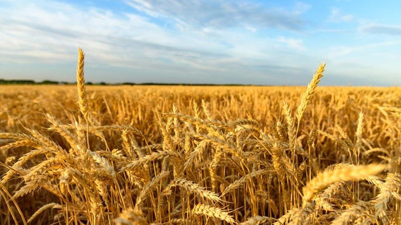 Урожай зернових може зменшитись на 30 мільйонів тонн