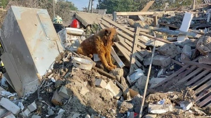 У Дніпрі ракетним ударом знищили будинок з усією сім’єю  – вижив лише старий пес...