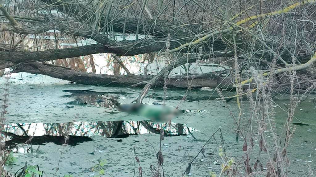 На Миргородщині в річці виявили тіло чоловіка