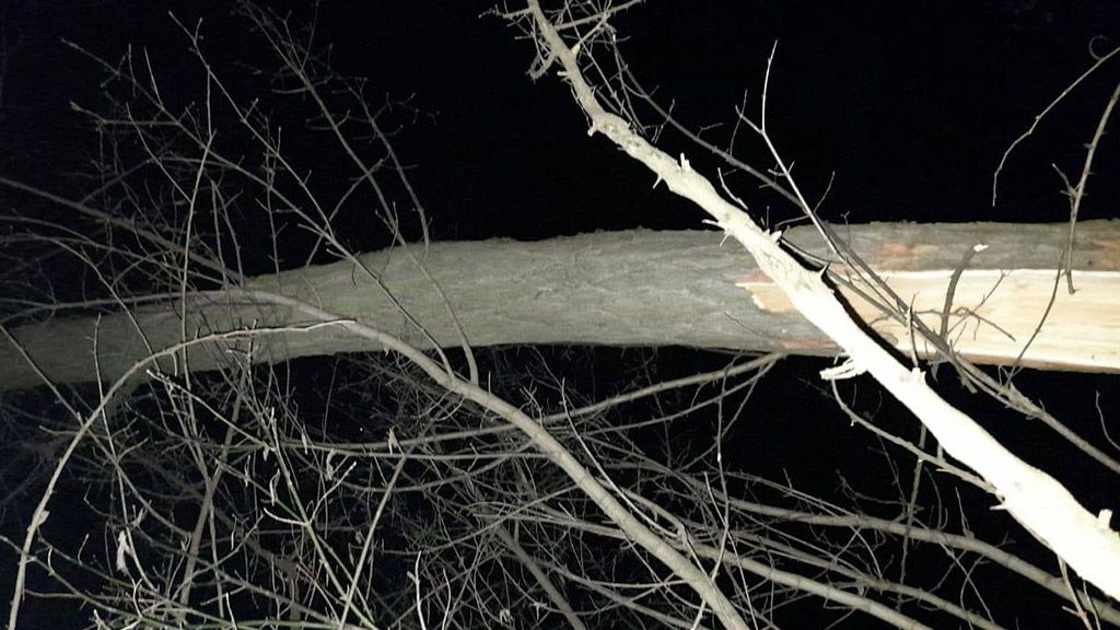 На Лубенщині загинув чоловік: на нього упало дерево