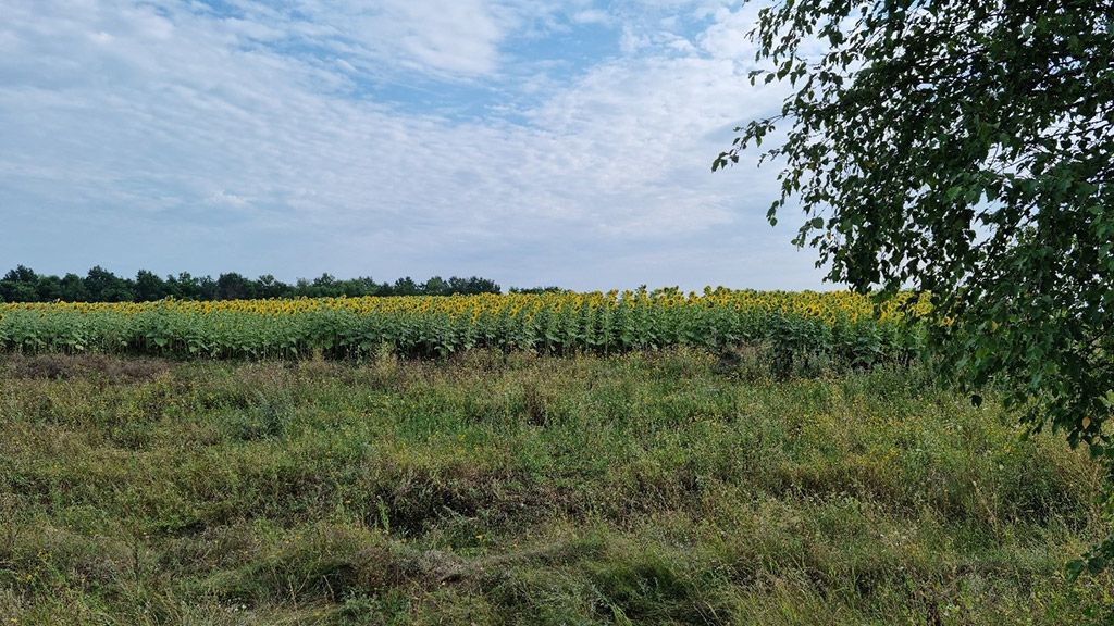 Суд зобов’язав повернути у власність держави земельну ділянку на Гожулах вартістю 24 мільйони гривень