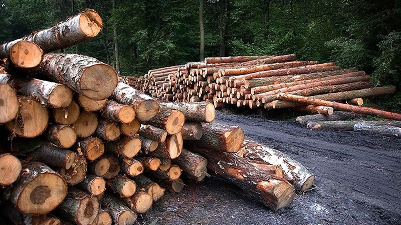 Про незаконні вирубки лісу мешканці Полтавщини можуть повідомити на гарячу лінію