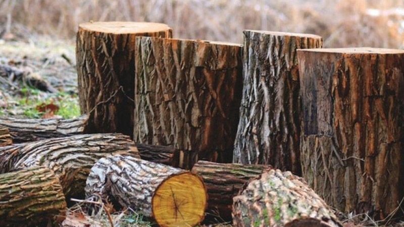Миргородські поліцейські розслідують факт незаконної порубки дерев