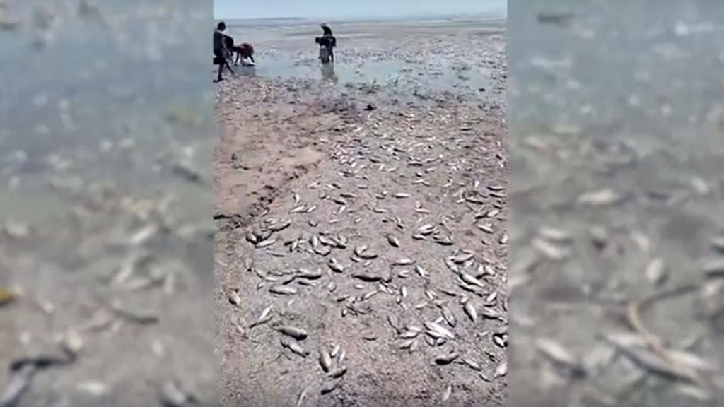 Через обміління Каховського водовховища на Дніпропетровщині гине риба