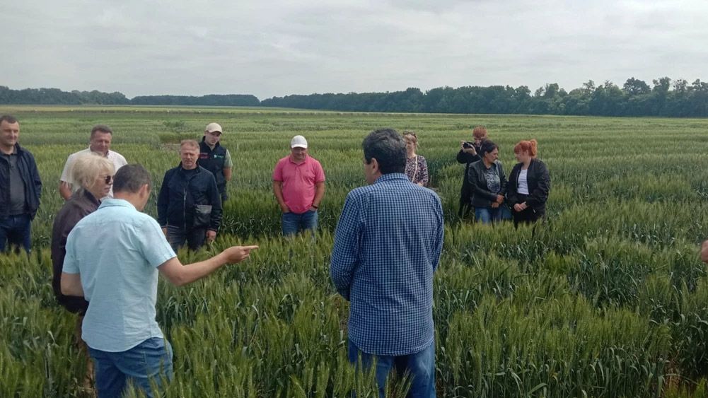 Агровиробники з успіхом використовують сорти озимої пшениці Полтавської селекції