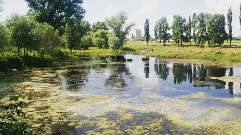 Міська рада звернула увагу на «Кобеляччину»