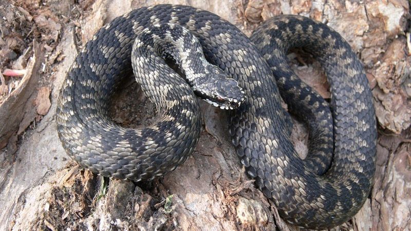 На Полтавщині зафіксовано 8 випадків укусу зміями