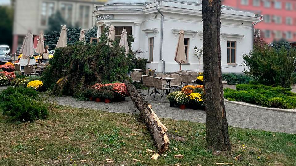 У Полтаві унаслідок падіння дерев постраждали підліток та молода жінка