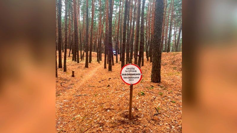 У Терешківській громаді дерево впало на літню жінку