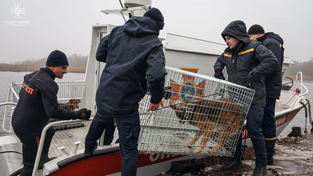 Операція «Мокрі носики» – на Кобеляччині врятували з острова більше 30 тварин