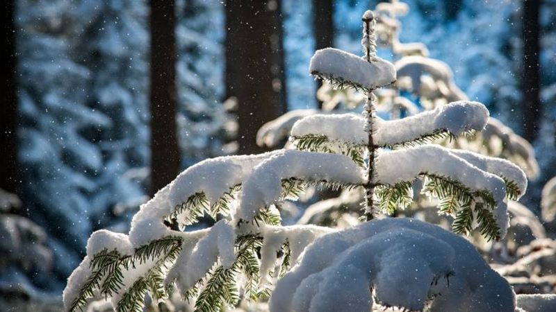 17 січня поморозить, а потім потепліє