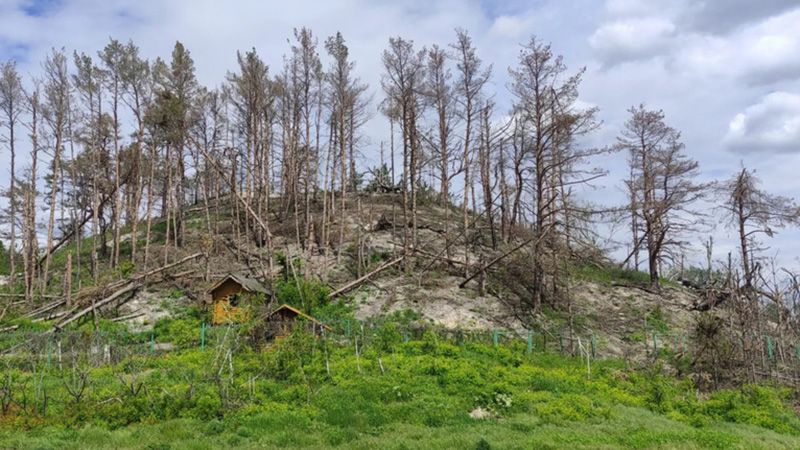 Росія знищила більше 60 тисяч гектарів лісів