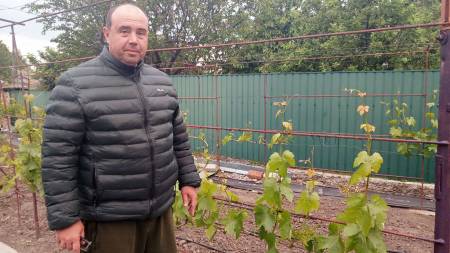 Нормування винограду: скільки грон залишати