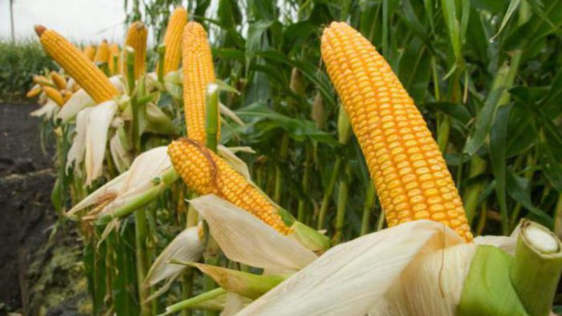 Раннє потепління погано впливає на дозрівання кукурудзи та сої