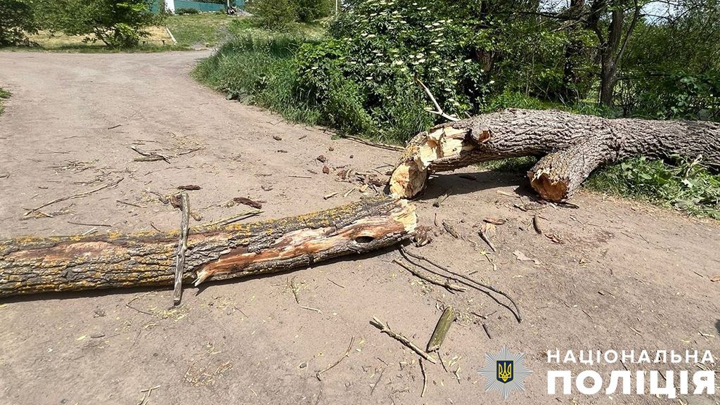 У Полтаві упало дерево і вбило чоловіка