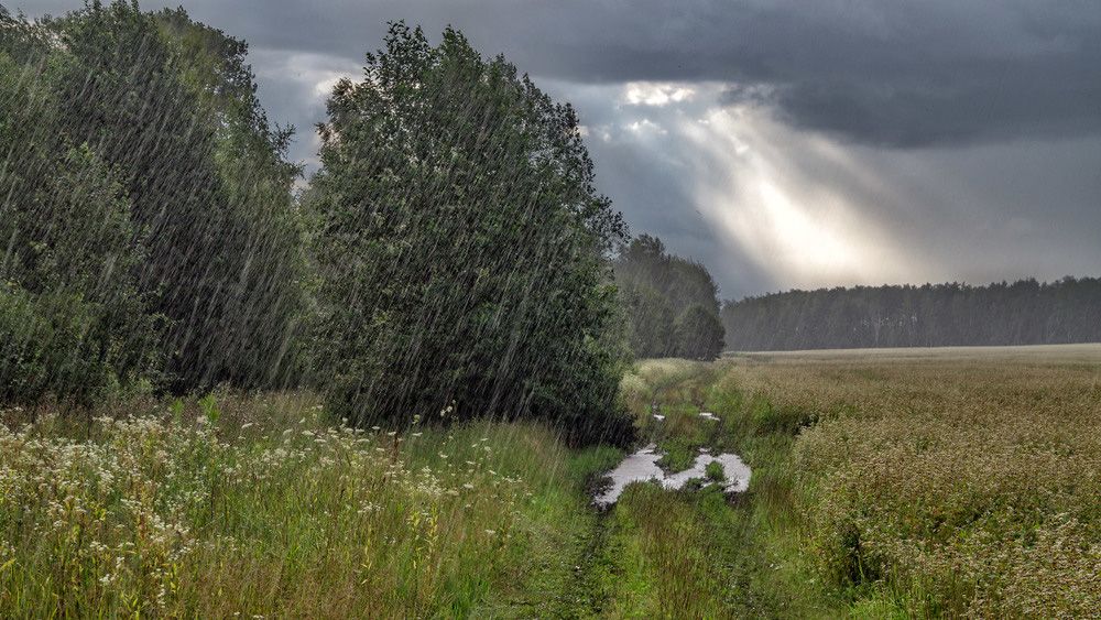 13-15 червня на Полтавщині дощі не вщухатимуть – прогноз від гідрометцентру