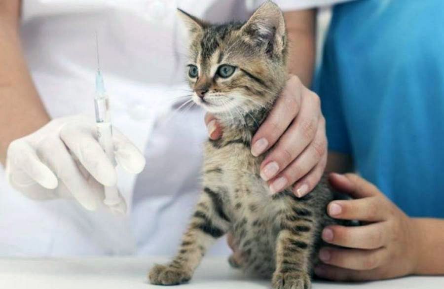 Вакцинація тварин проти сказу триватиме місяць