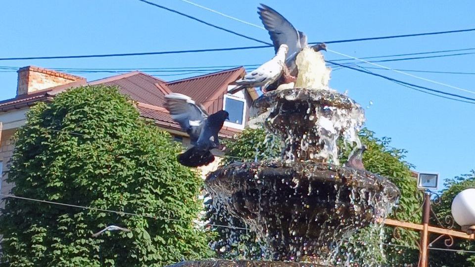 Вода і голуби