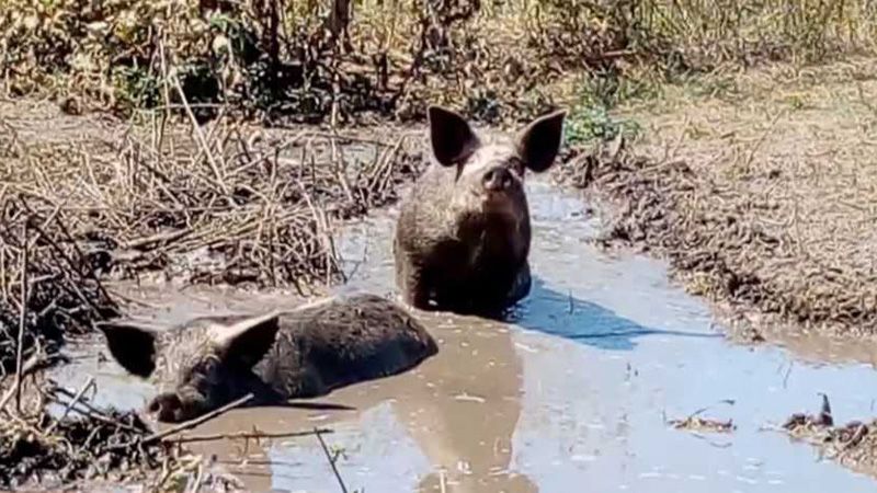 Свинячий табун тероризує село