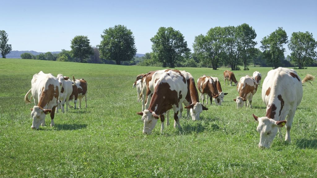 Чому безпечність та якість корму — запорука здоров’я тварин і продукції?