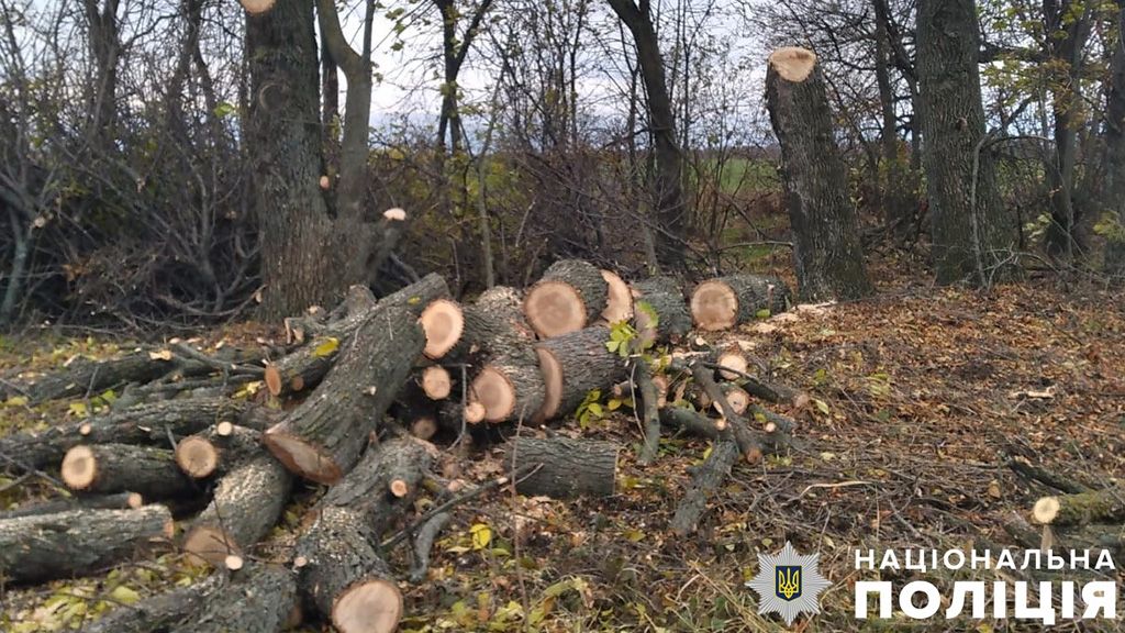 Слідчі проводять розслідування за фактом незаконної порубки дерев у Кременчуцькому районі