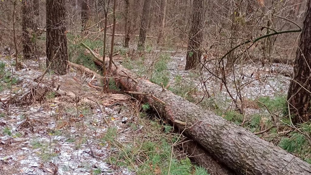 На Миргородщині чоловіка насмерть привалило деревом