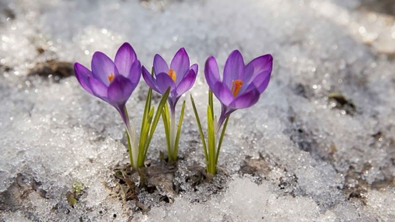 Сьогодні, 5 березня, на Полтавщині не очікуються морози