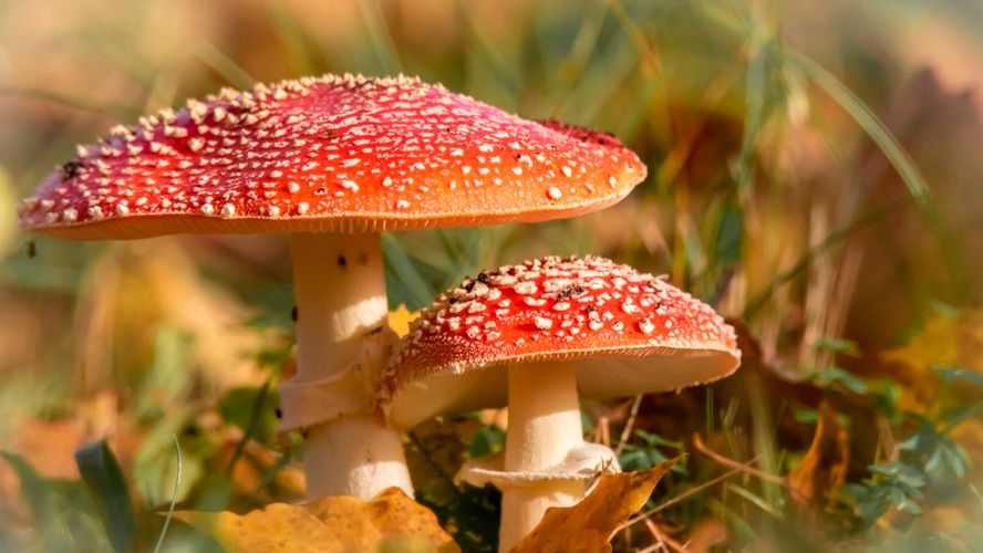 «Дідусь Мухомор» — крафтова майстерня у вашому смартфоні