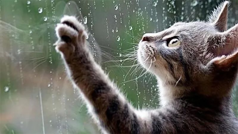 У понеділок, 4 серпня, на Полтавщині задощить