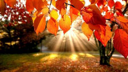 Початок листопада буде аномально теплим — синоптик