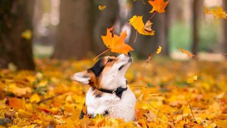 Прогноз погоди на Полтавщині: 7–9 листопада — стабільна осінь без опадів