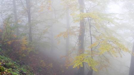 На Полтавщині 14–16 листопада прогнозується хмарна погода, тумани та поступове похолодання